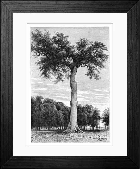 Framed Print : Ceiba tree, Central America, c1890. Artist: Maynard