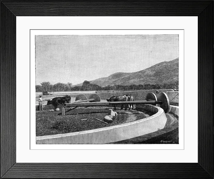 Framed Print : Mill for husking coffee, Central America, c1890 Framed Print : Mill for husking coffee, Central America, c1890