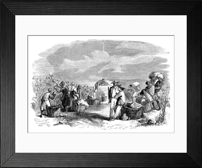 Framed Print : Gathering cotton in a cotton plantation, c1895 Framed Print : Gathering cotton in a cotton plantation, c1895
