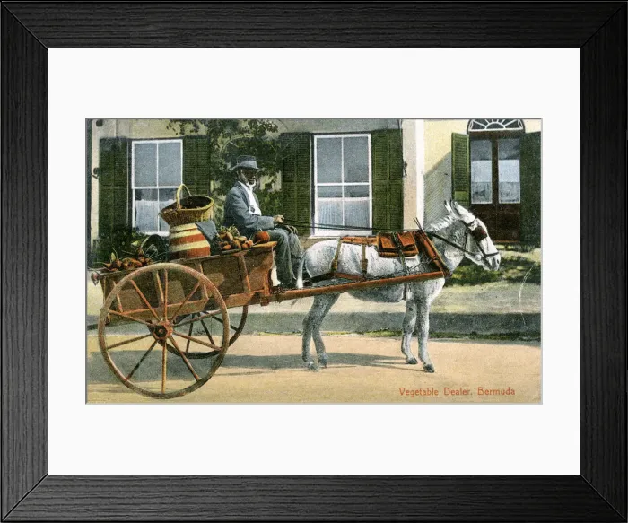 Framed Print : A vegetable dealer, Bermuda, c1900s Framed Print : A vegetable dealer, Bermuda, c1900s