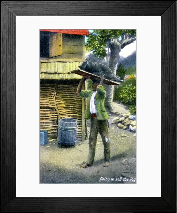 Framed Print : A man on his way to market to sell a pig, Jamaica, c1900s Framed Print : A man on his way to market to sell a pig, Jamaica, c1900s