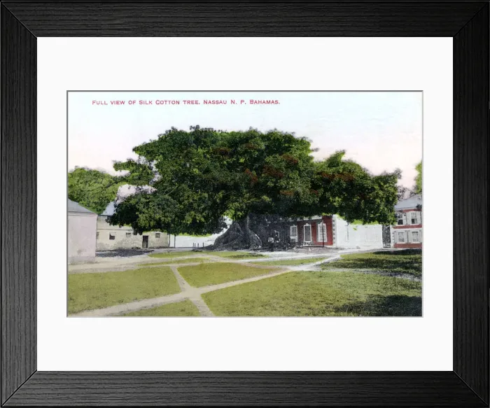 Framed Print : Silk Cotton Tree, Nassau, New Providence, Bahamas, c1900s. Artist: JO Sands Framed Print : Silk Cotton Tree, Nassau, New Providence, Bahamas, c1900s. Artist: JO Sands