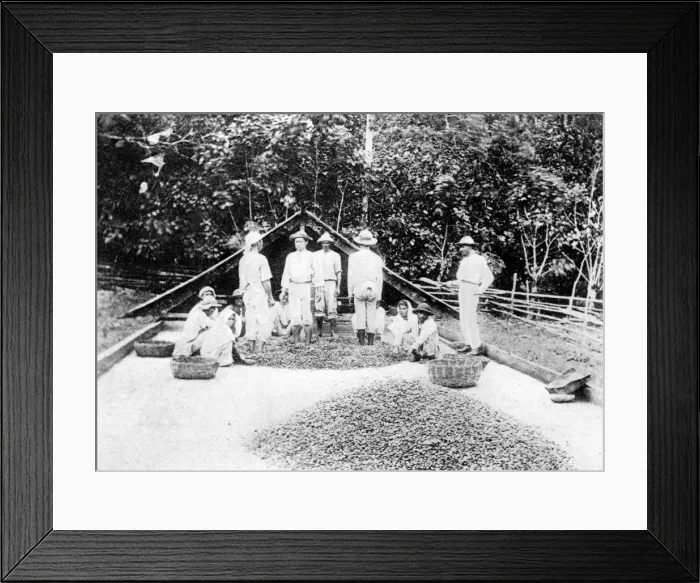 Framed Print : Drying cocoa, Trinidad, c1900s Framed Print : Drying cocoa, Trinidad, c1900s