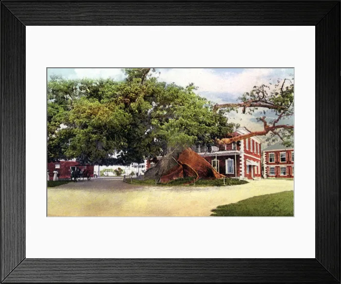 Framed Print : Silk Cotton Tree, Nassau, New Providence, Bahamas, c1900s Framed Print : Silk Cotton Tree, Nassau, New Providence, Bahamas, c1900s