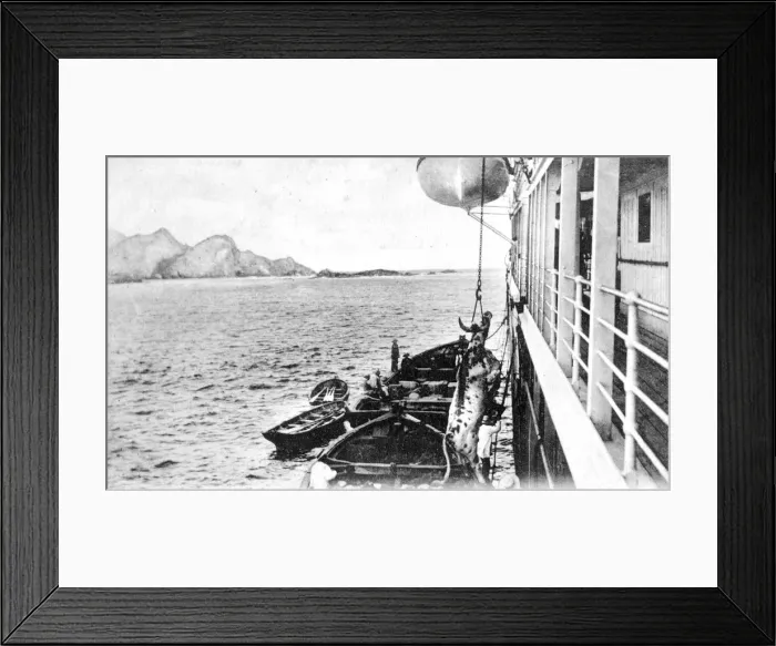 Framed Print : Winching a cow onto a boat off the coast of Chile, c1900s Framed Print : Winching a cow onto a boat off the coast of Chile, c1900s