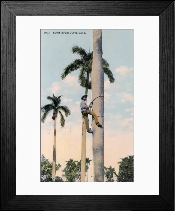 Framed Print : A man climbing a palm tree, Cuba, 1911 Framed Print : A man climbing a palm tree, Cuba, 1911