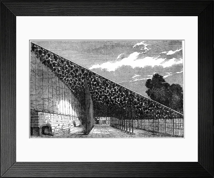 Framed Print : The Vinery at Hampton Court, 19th century Framed Print : The Vinery at Hampton Court, 19th century