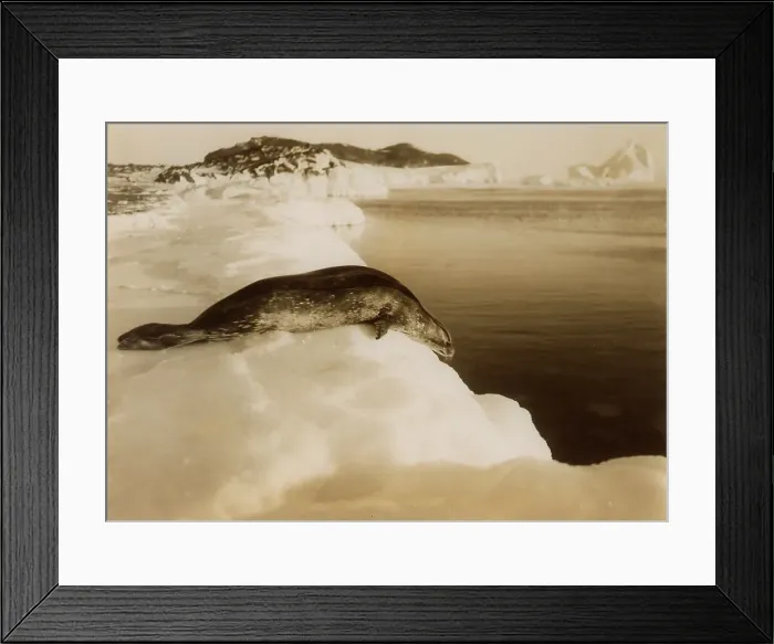 Framed Print : A weddell seal about to dive at West Beach, Cape Evans, Antarctica, 1911. Artist: Herbert Ponting Framed Print : A weddell seal about to dive at West Beach, Cape Evans, Antarctica, 1911. Artist: Herbert Ponting