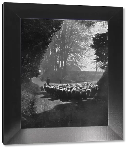 Sheep on the way to the Wilton Sheep Fair, Wilton, Wiltshire, 1924-1926. Artist: Charles E Brown