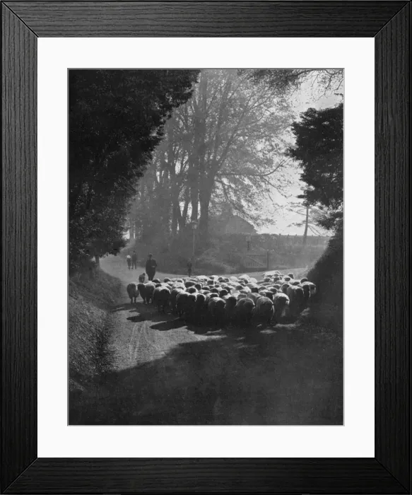 Framed Print : Sheep on the way to the Wilton Sheep Fair, Wilton, Wiltshire, 1924-1926. Artist: Charles E Brown Framed Print : Sheep on the way to the Wilton Sheep Fair, Wilton, Wiltshire, 1924-1926. Artist: Charles E Brown