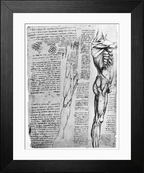 Framed Print : Muscle studies, late 15th or early 16th century (1954). Artist: Leonardo da Vinci Framed Print : Muscle studies, late 15th or early 16th century (1954). Artist: Leonardo da Vinci