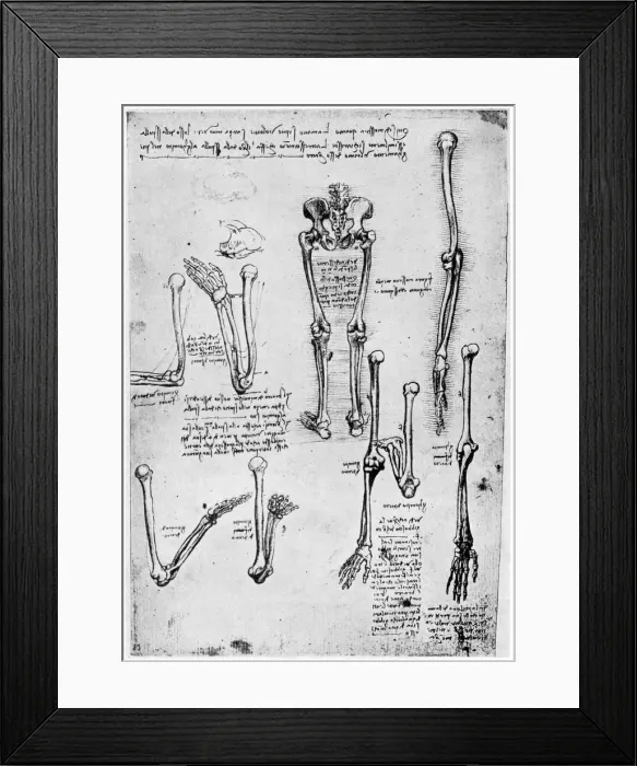 Framed Print : Study of human bones, late 15th or 16th century (1954). Artist: Leonardo da Vinci Framed Print : Study of human bones, late 15th or 16th century (1954). Artist: Leonardo da Vinci