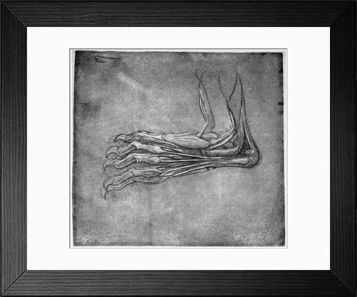 Framed Print : Muscles and sinews in a foot, possibly of a hare, late 15th or early 16th century (1954). Artist: Leonardo da Vinci Framed Print : Muscles and sinews in a foot, possibly of a hare, late 15th or early 16th century (1954). Artist: Leonardo da Vinci