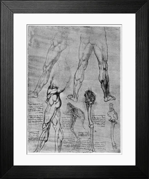 Framed Print : Studies in comparative anatomy, 1506-1507 (1954). Artist: Leonardo da Vinci Framed Print : Studies in comparative anatomy, 1506-1507 (1954). Artist: Leonardo da Vinci