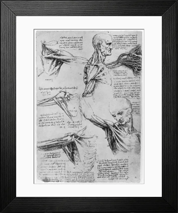 Framed Print : Study of shoulder joints, 1510-1511 (1954). Artist: Leonardo da Vinci Framed Print : Study of shoulder joints, 1510-1511 (1954). Artist: Leonardo da Vinci