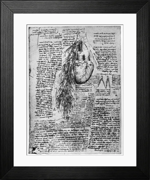 Framed Print : Study of the heart and the bronchial arteries, late 15th or early 16th century (1954). Artist: Leonardo da Vinci Framed Print : Study of the heart and the bronchial arteries, late 15th or early 16th century (1954). Artist: Leonardo da Vinci