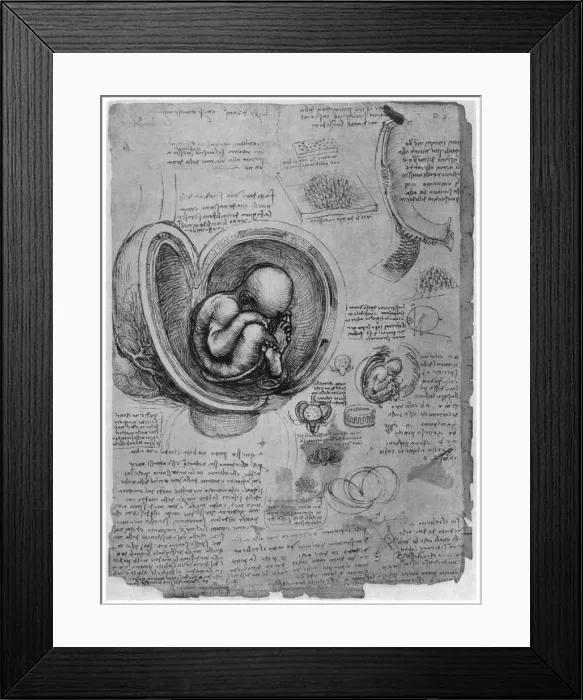 Framed Print : Anatomical sketch of a human foetus in the womb, c1510 (1954). Artist: Leonardo da Vinci Framed Print : Anatomical sketch of a human foetus in the womb, c1510 (1954). Artist: Leonardo da Vinci