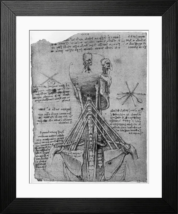 Framed Print : Rear view of a skeleton showing the sinews of the neck, late 15th or early 16th century (1954). Artist: Leonardo da Vinci Framed Print : Rear view of a skeleton showing the sinews of the neck, late 15th or early 16th century (1954). Artist: Leonardo da Vinci