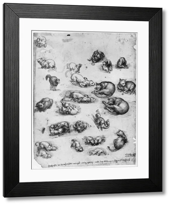 Framed Print : Studies of cats, 1513-1515 (1954). Artist: Leonardo da Vinci Framed Print : Studies of cats, 1513-1515 (1954). Artist: Leonardo da Vinci