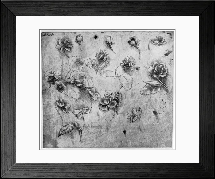 Framed Print : Study of flowers, c1481-1483 (1954). Artist: Leonardo da Vinci