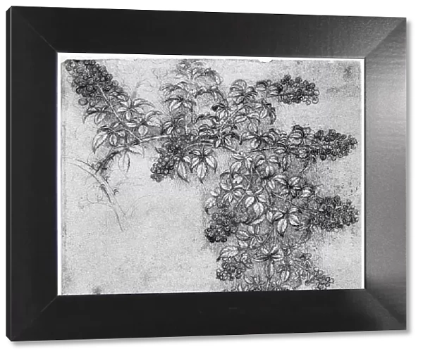 Study of a blackberry branch, late 15th or early 16th century (1954). Artist: Leonardo da Vinci