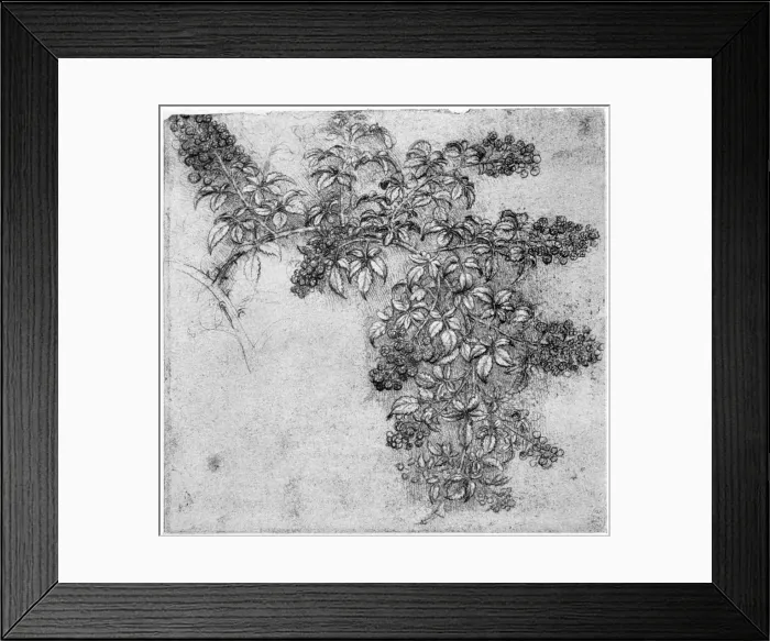Framed Print : Study of a blackberry branch, late 15th or early 16th century (1954). Artist: Leonardo da Vinci Framed Print : Study of a blackberry branch, late 15th or early 16th century (1954). Artist: Leonardo da Vinci