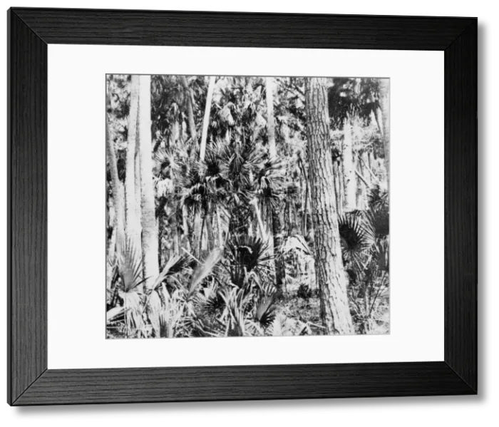 Framed Print : In the jungle, India, c1900s Framed Print : In the jungle, India, c1900s