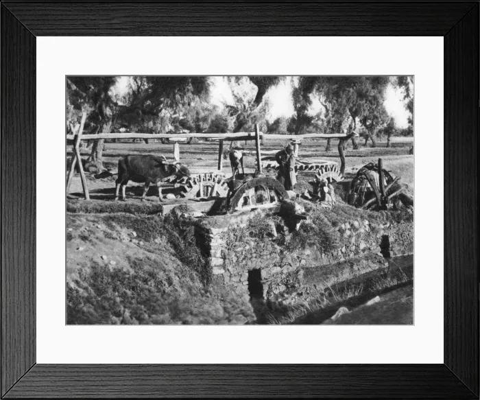 Framed Print : Irrigating fields near Cairo, Egypt, c1920s Framed Print : Irrigating fields near Cairo, Egypt, c1920s