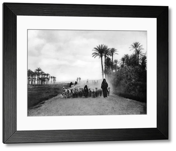 Framed Print : Shepherding sheep near Cairo, Egypt, c1920s Framed Print : Shepherding sheep near Cairo, Egypt, c1920s