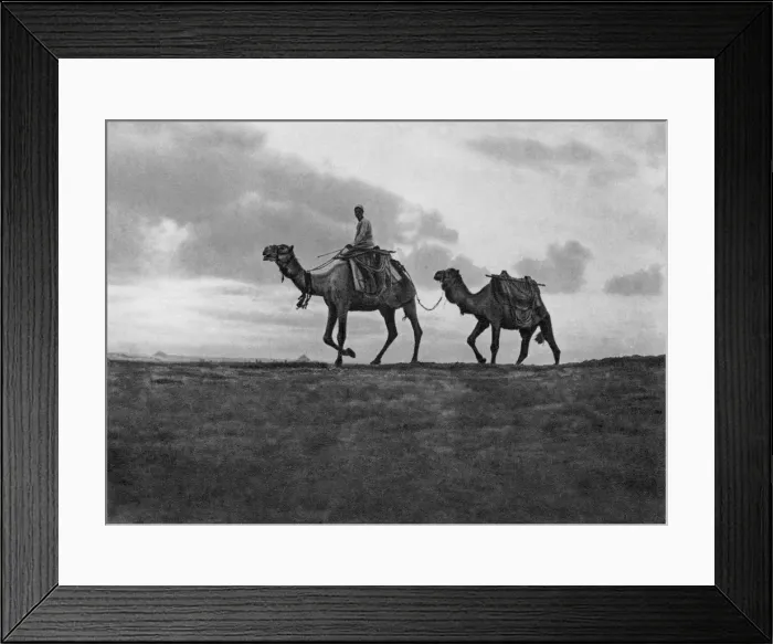 Framed Print : Camels in the desert outside Cairo, Egypt, c1920s