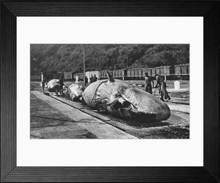 Framed Print : Handling whales at the Bluff, Durban, South Africa Framed Print : Handling whales at the Bluff, Durban, South Africa