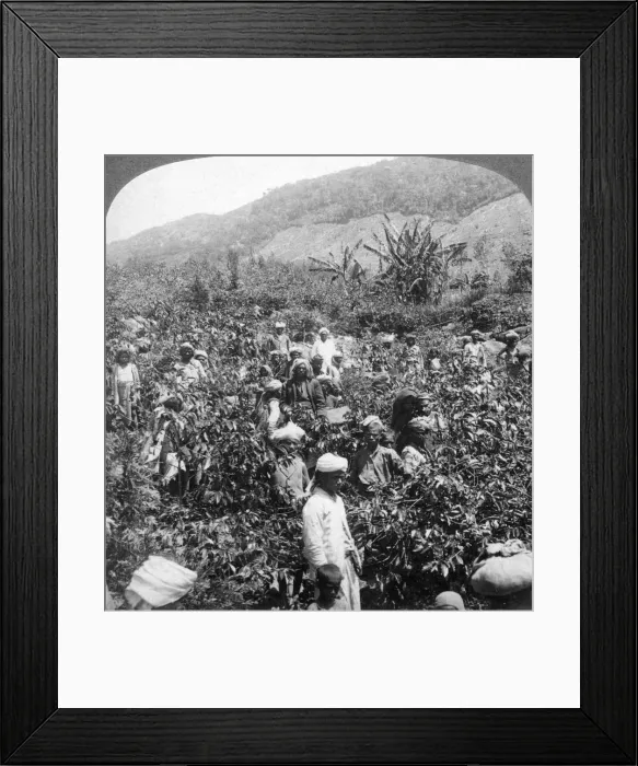 Framed Print : Coffee picking on Sir Thomas Liptons estate, Dambutenne, Sri Lanka, 1903. Artist: Underwood & Underwood Framed Print : Coffee picking on Sir Thomas Liptons estate, Dambutenne, Sri Lanka, 1903. Artist: Underwood & Underwood