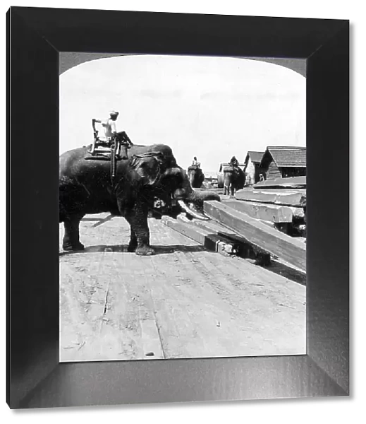 Elephants moving timber, Rangoon, Burma (Myanmar), 1900s. Artist: Underwood & Underwood