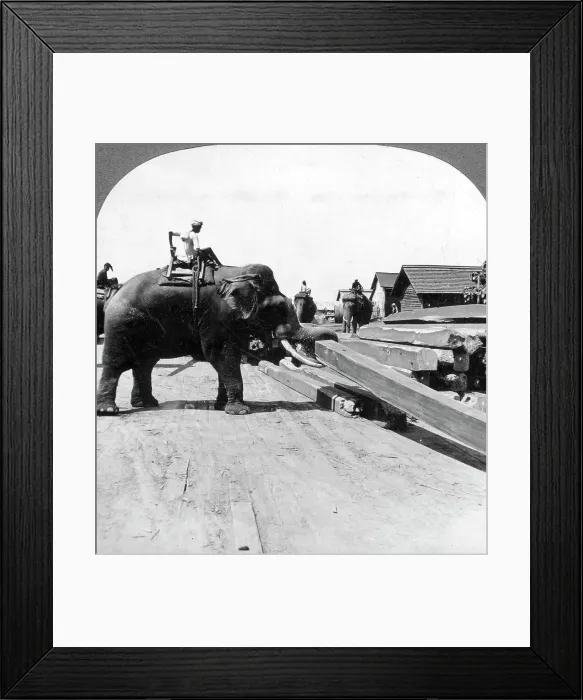 Framed Print : Elephants moving timber, Rangoon, Burma (Myanmar), 1900s. Artist: Underwood & Underwood