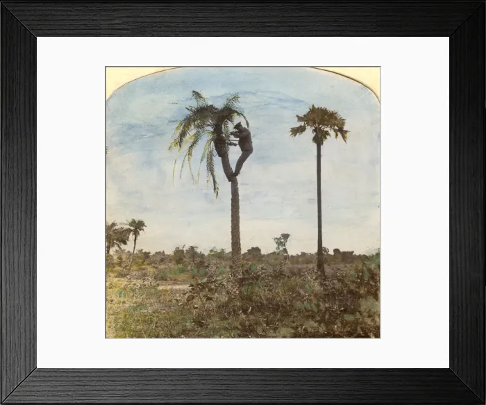 Framed Print : Captain Osman shooting from a tree with the aid of straps, India, 1900s Framed Print : Captain Osman shooting from a tree with the aid of straps, India, 1900s