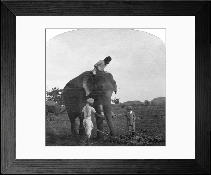 Framed Print : Master Ekbal feeding an elephant, India, 1900s Framed Print : Master Ekbal feeding an elephant, India, 1900s