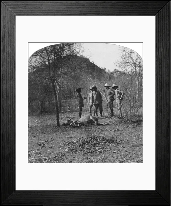 Framed Print : Colonel Afsurul Mulk on a tiger hunt, India, 1900s Framed Print : Colonel Afsurul Mulk on a tiger hunt, India, 1900s
