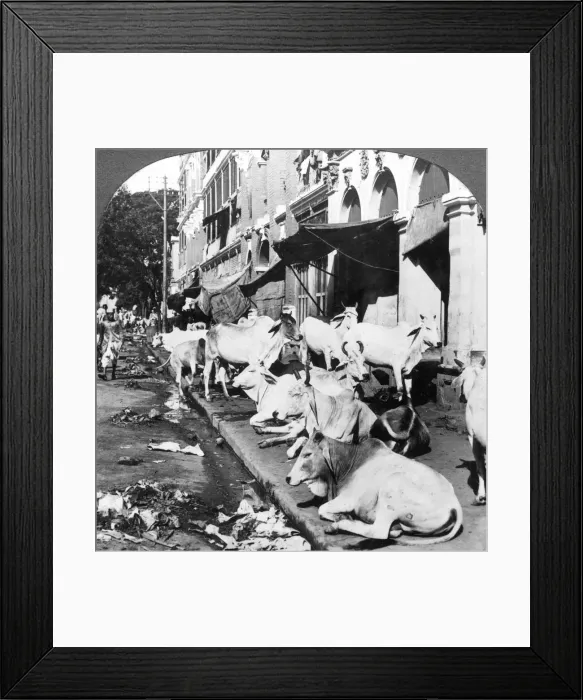 Framed Print : How Hindu cows enjoy life on Harrison Street, Calcutta, India, 1900s. Artist: Underwood & Underwood Framed Print : How Hindu cows enjoy life on Harrison Street, Calcutta, India, 1900s. Artist: Underwood & Underwood