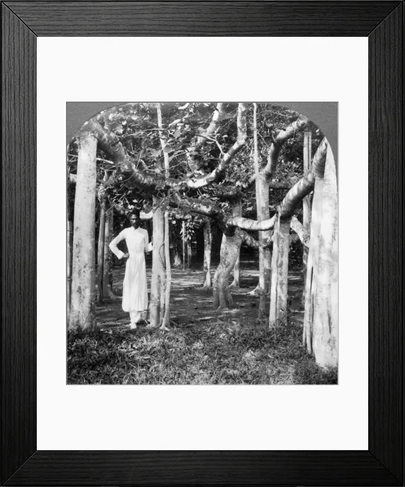 Framed Print : Among the roots of a banyan tree, Calcutta, India, 1900s. Artist: Underwood & Underwood Framed Print : Among the roots of a banyan tree, Calcutta, India, 1900s. Artist: Underwood & Underwood