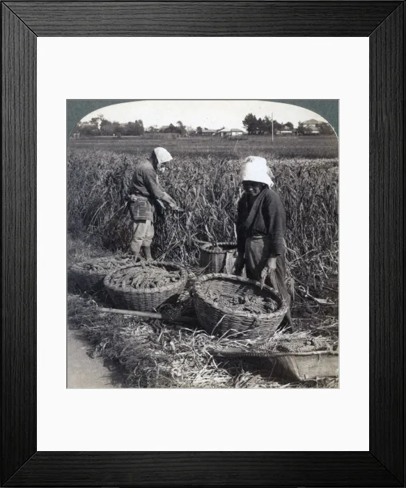 Framed Print : Peasants cutting millet, near Yokohama, Japan, 1904. Artist: Underwood & Underwood Framed Print : Peasants cutting millet, near Yokohama, Japan, 1904. Artist: Underwood & Underwood