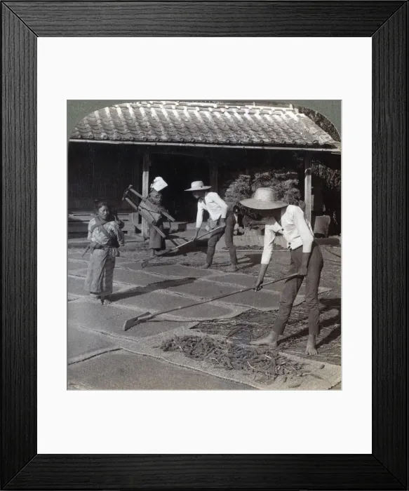 Framed Print : Farmers with bamboo rakes spreading millet on mats to dry for winter, near Yokohama, Japan, 1904. Artist: Underwood & Underwood Framed Print : Farmers with bamboo rakes spreading millet on mats to dry for winter, near Yokohama, Japan, 1904. Artist: Underwood & Underwood