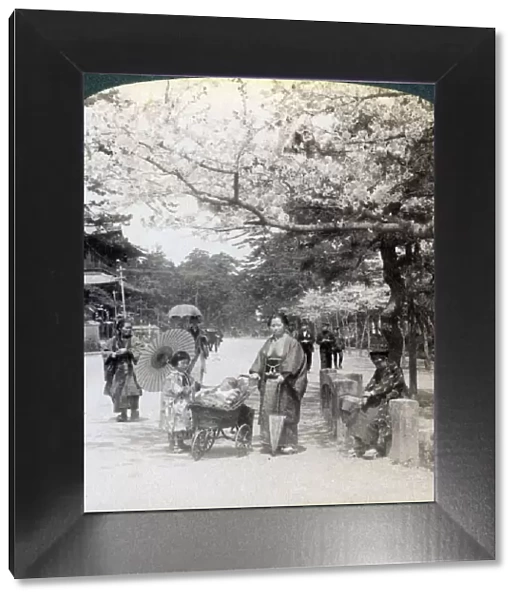 Under the cherry blossoms, looking northeast along the main avenue of Shiba Park, Tokyo, Japan, 1904Artist: Underwood & Underwood