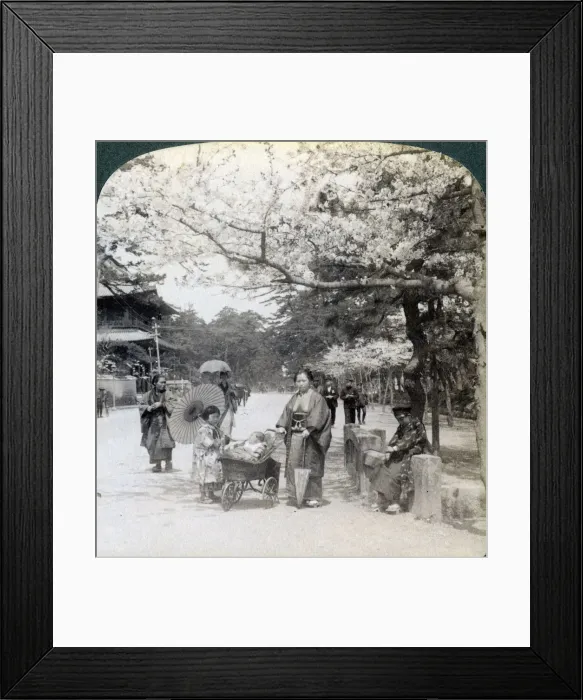 Framed Print : Under the cherry blossoms, looking northeast along the main avenue of Shiba Park, Tokyo, Japan, 1904Artist: Underwood & Underwood