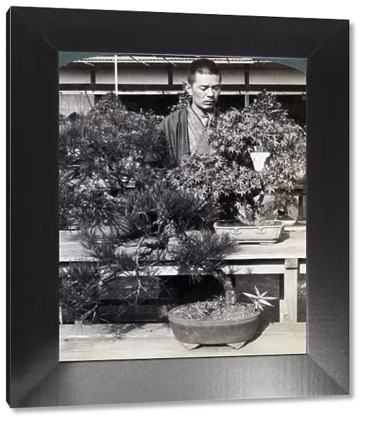 Dwarf pines and maples in Count Okumas greenhouse, Tokyo, Japan, 1904. Artist: Underwood & Underwood