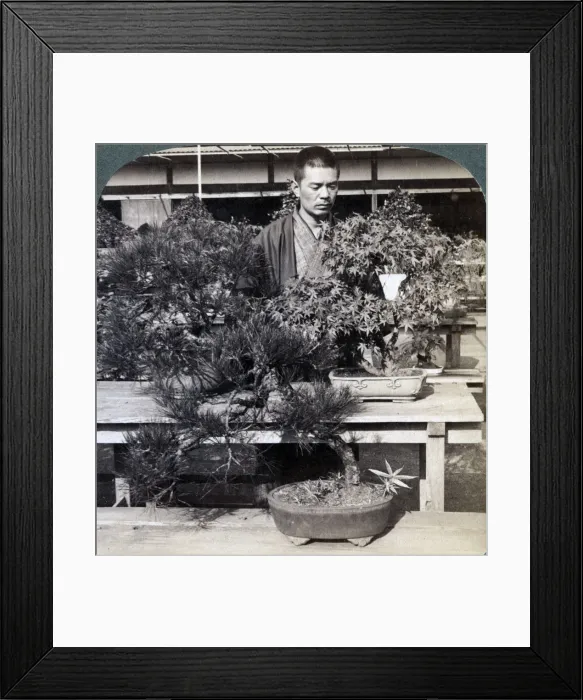 Framed Print : Dwarf pines and maples in Count Okumas greenhouse, Tokyo, Japan, 1904. Artist: Underwood & Underwood Framed Print : Dwarf pines and maples in Count Okumas greenhouse, Tokyo, Japan, 1904. Artist: Underwood & Underwood