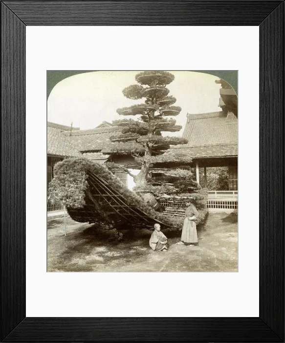 Framed Print : A single pine trained into the shape of a boat, Kinkaku-ji Monastery, Kyoto, Japan, 1904. Artist: Underwood & Underwood Framed Print : A single pine trained into the shape of a boat, Kinkaku-ji Monastery, Kyoto, Japan, 1904. Artist: Underwood & Underwood