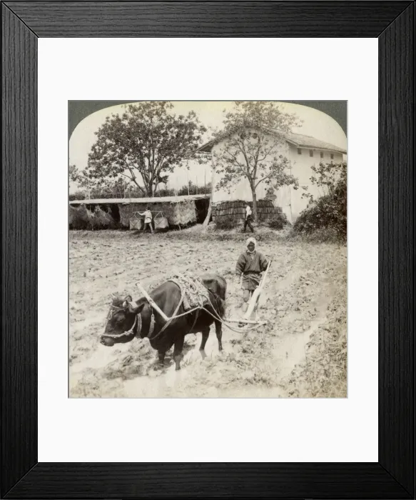 Framed Print : Ploughing flooded ground for rice planting, north of the main road at Uji, near Kyoto, Japan, 1904. Artist: Underwood & Underwood Framed Print : Ploughing flooded ground for rice planting, north of the main road at Uji, near Kyoto, Japan, 1904. Artist: Underwood & Underwood