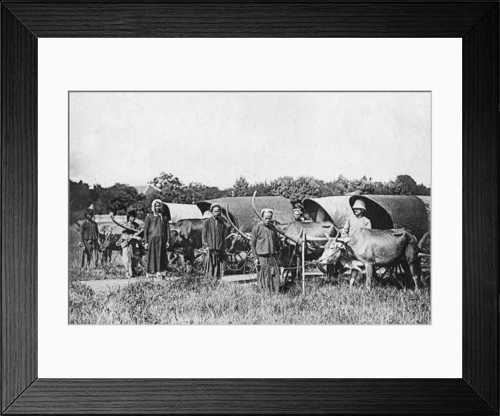 Framed Print : Ox carts, Cochin China, Vietnam, 20th century(?) Framed Print : Ox carts, Cochin China, Vietnam, 20th century(?)