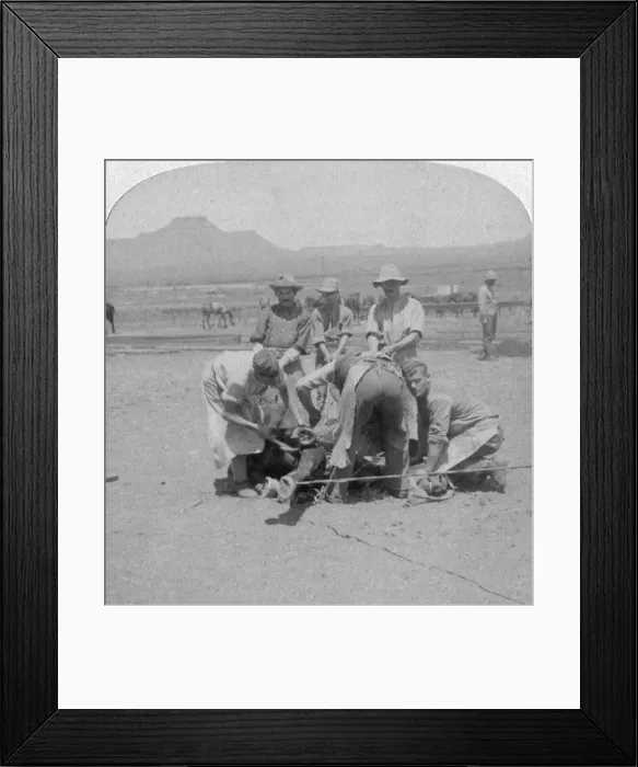Framed Print : Shoeing horses at Naauwpoort, South Africa, Boer War, 1900. Artist: Underwood & Underwood Framed Print : Shoeing horses at Naauwpoort, South Africa, Boer War, 1900. Artist: Underwood & Underwood