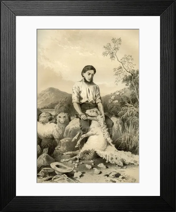 Framed Print : Sheep shearing, 1879. Artist: McFarlane and Erskine Framed Print : Sheep shearing, 1879. Artist: McFarlane and Erskine